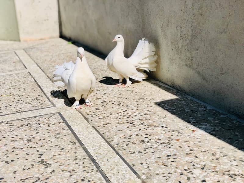 Beautifull Fantail Pair 0