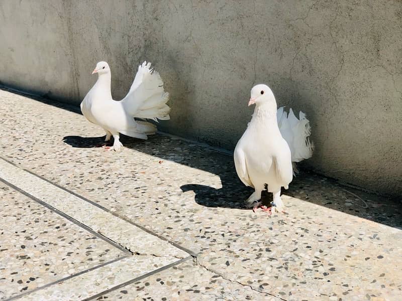 Beautifull Fantail Pair 1