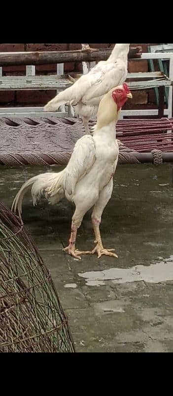 white shamo chris bloodline top quality chicks 2