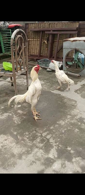 white shamo chris bloodline top quality chicks 3