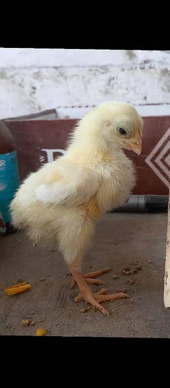 white shamo chris bloodline top quality chicks 4