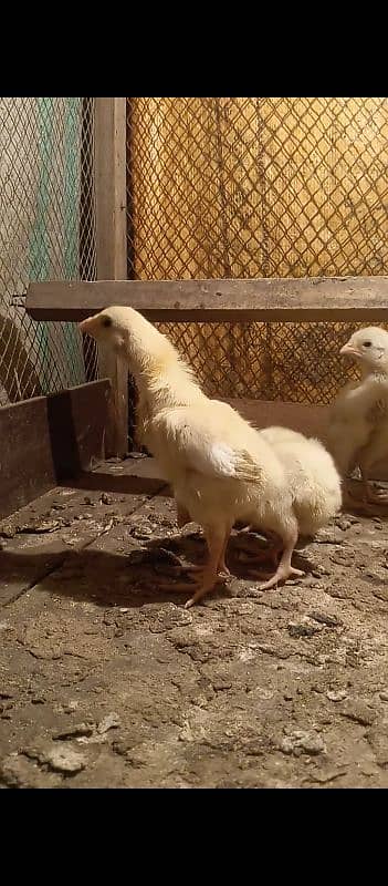 white shamo chris bloodline top quality chicks 5