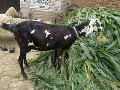 nagra chini tayar bakri for sale 2 sua