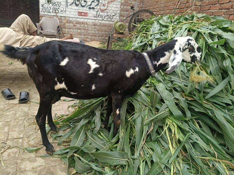 nagra chini tayar bakri for sale 2 sua 0