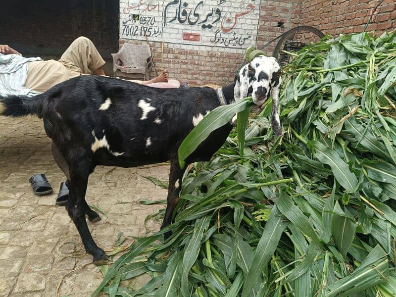 nagra chini tayar bakri for sale 2 sua 2