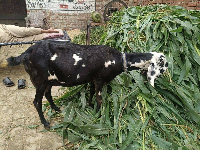 nagra chini tayar bakri for sale 2 sua 4