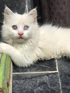 Persian cat 8month age different eyes color