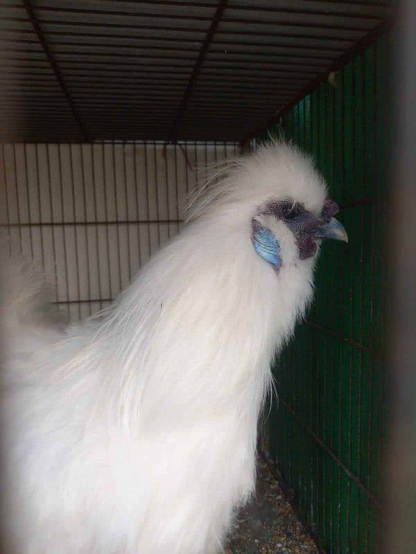 Silkie Breeder Male 0