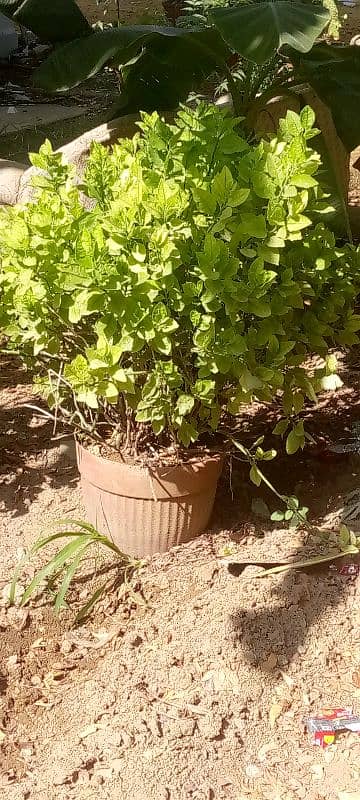 POTS AVAILABLE 0