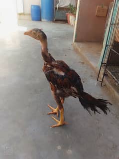 high quality 2 month aseel chicks for sale