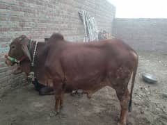 sahiwal wachey best quality, 2 dant ,aek khera