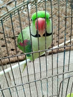 Kashmiri Raw Parrot