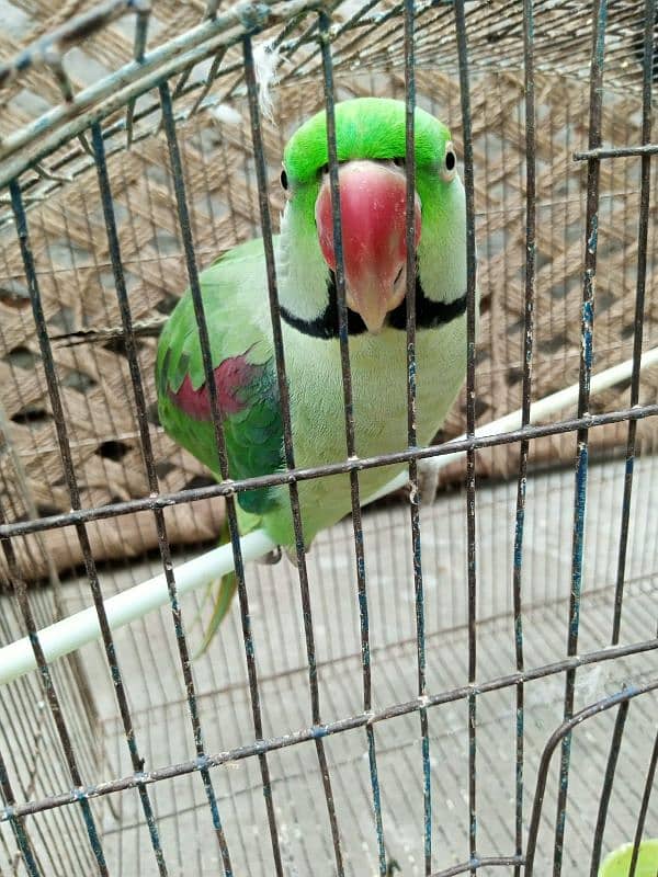 Kashmiri Raw Parrot 0