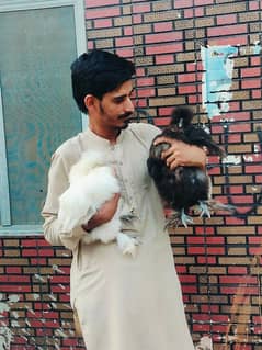 Heera aseel mushki aseel and Fancey hens Available 0