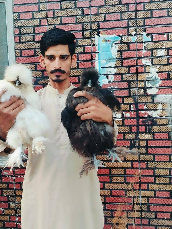 Heera aseel mushki aseel and Fancey hens Available 2