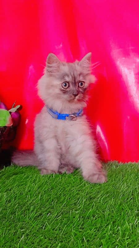 Persian Gray Triple Coated Kittens 1