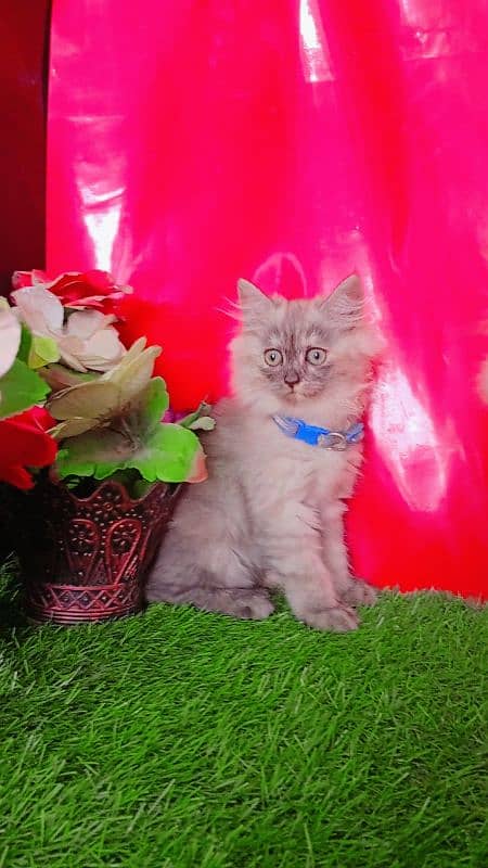 Persian Gray Triple Coated Kittens 2