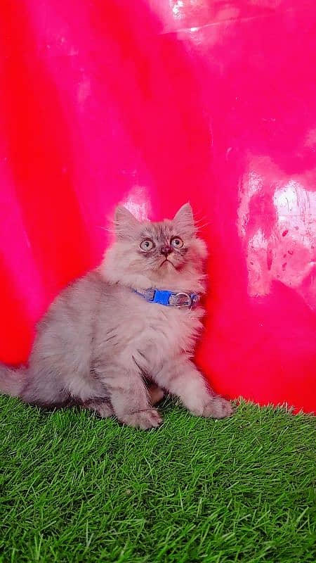 Persian Gray Triple Coated Kittens 4