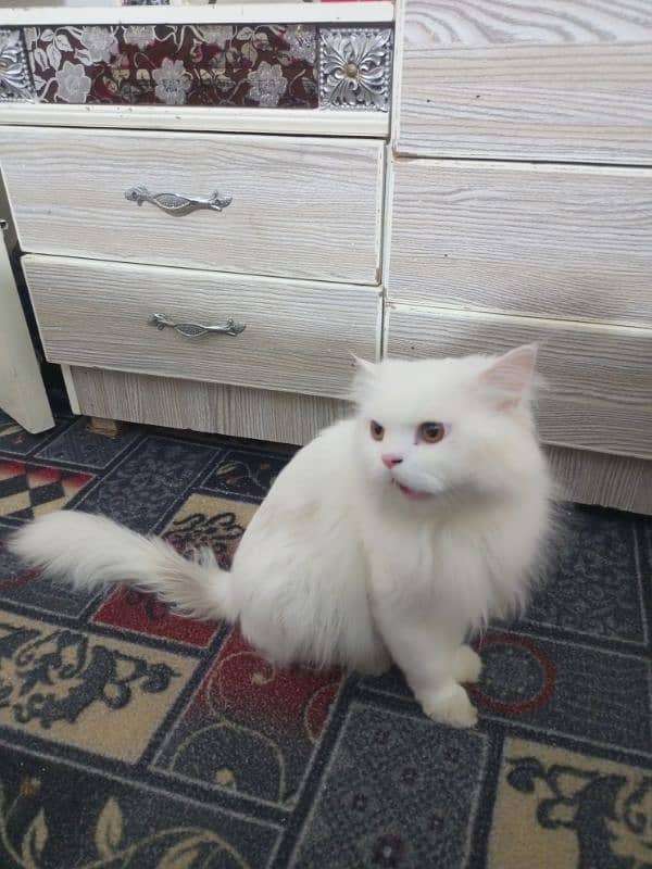 cute cat for sale triple code 2