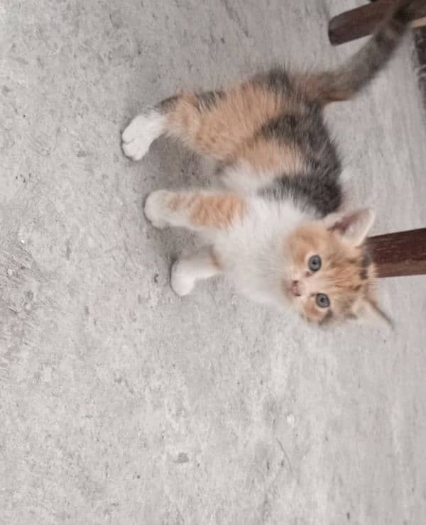 Kitten For Sale 3