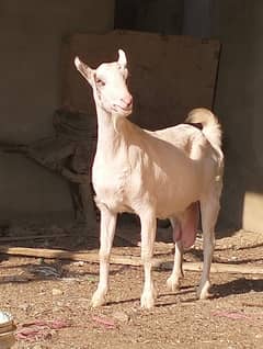 pure bangali bakri 8 dant for sale