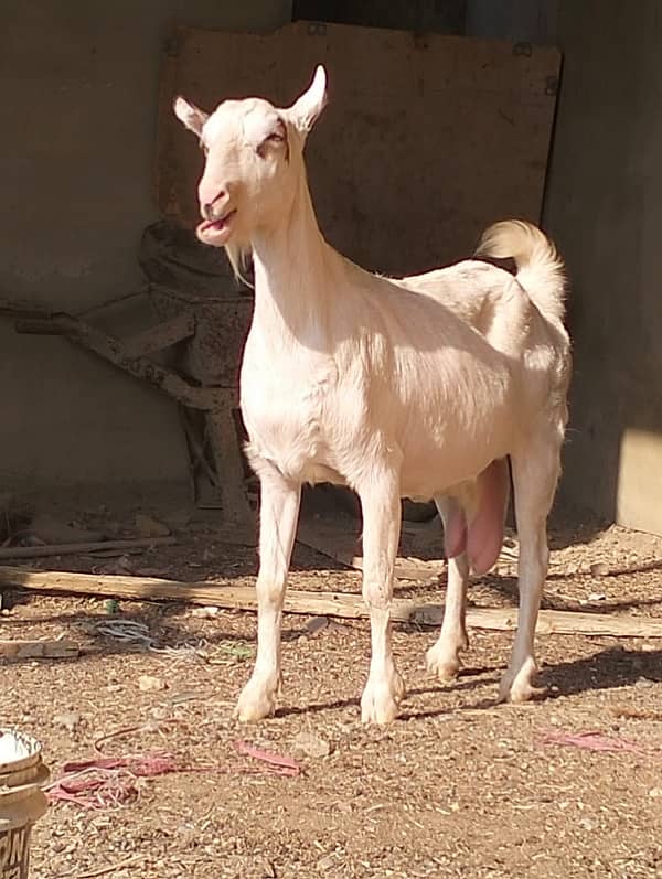 pure bangali bakri 8 dant for sale 2