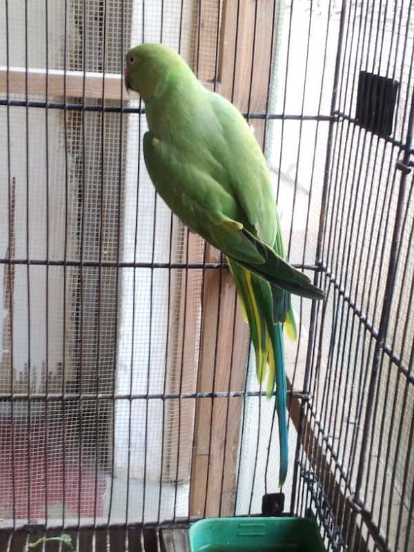 Green Ringneck Female Ready to Breed 0