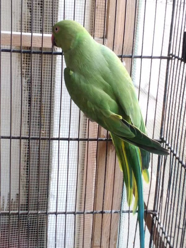 Green Ringneck Female Ready to Breed 1