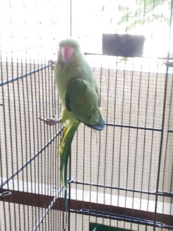 Green Ringneck Female Ready to Breed 2