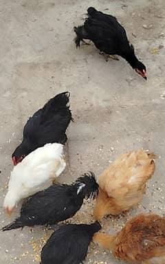 bantum chiks available