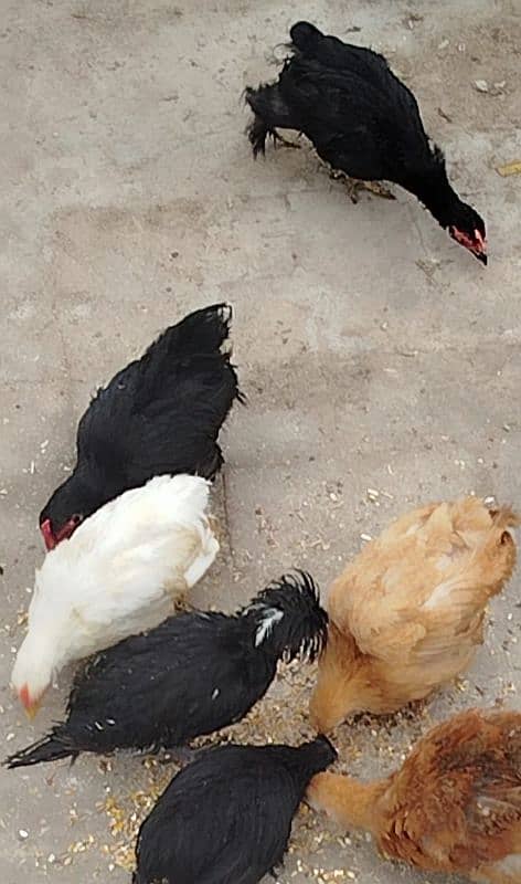 bantum chiks available 1