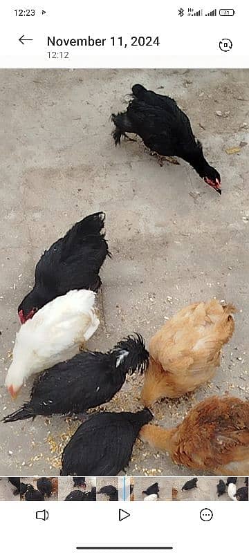 bantum chiks available 2