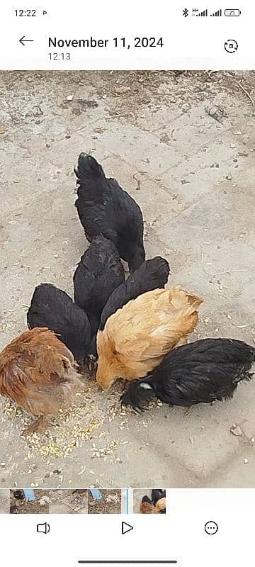 bantum chiks available 3