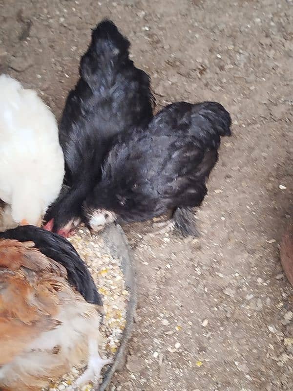 bantum chiks available 4