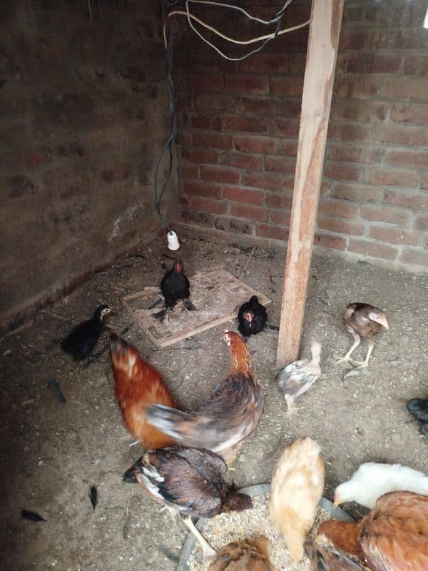 bantum chiks available 5