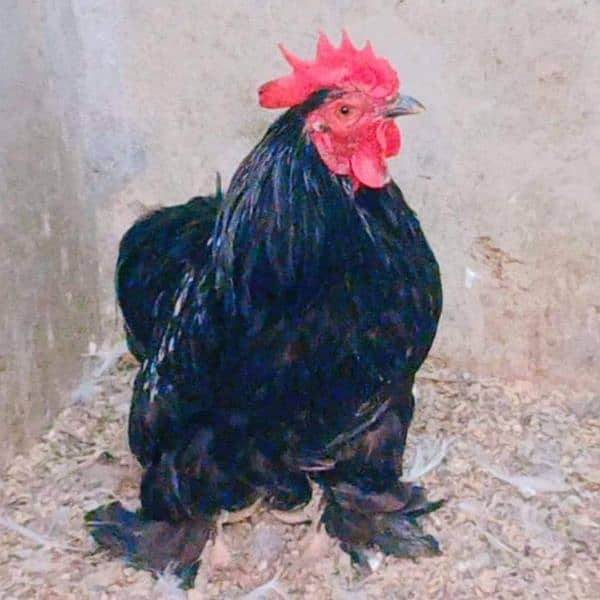 bantum chiks available 6