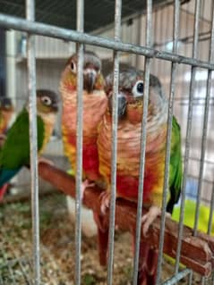 Red factor conure pair parrot /birds