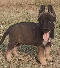 Alsatian bhagyali male age 2 month for sale available