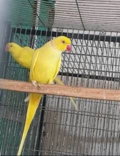 yellow and blue ringneck pair