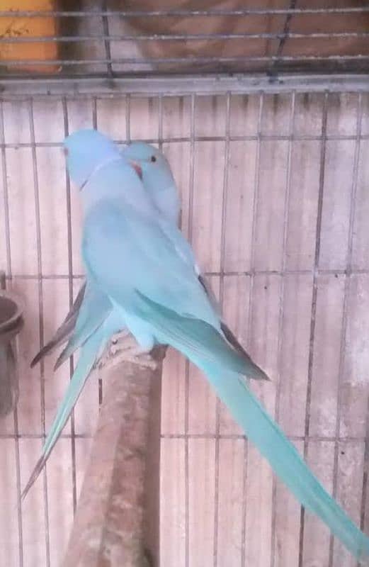 yellow and blue ringneck pair 1