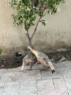 Black Shoulder Peacock