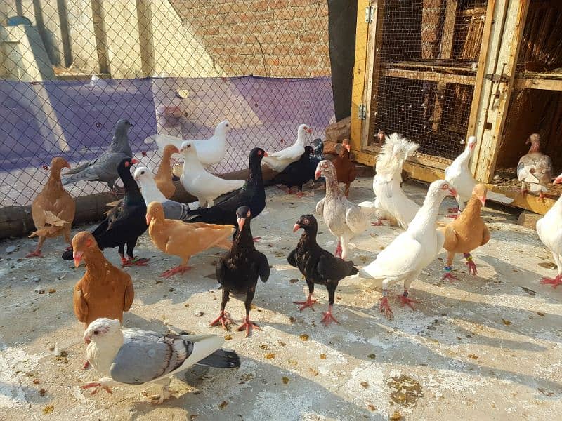 danish pigeon | Fancy pigeon | Kabootar | کبوتر | chicks | breeder 0