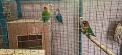 albino red eye and black eye tow breeder female and Love bird seven pi