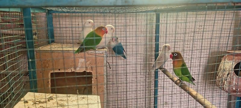 albino red eye and black eye tow breeder female and Love bird seven pi 2