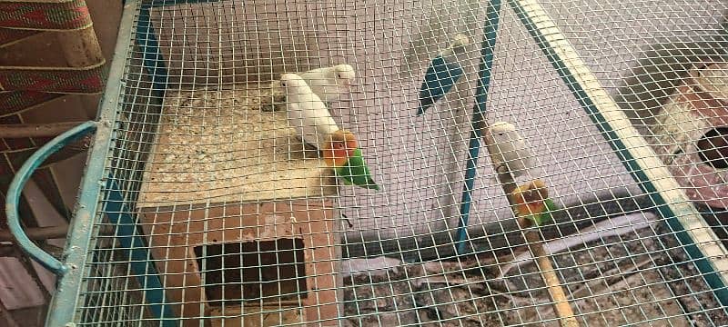 albino red eye and black eye tow breeder female and Love bird seven pi 4