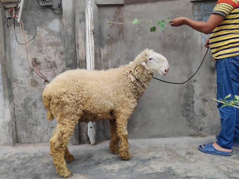 Mundra sheep KAKA gulabbi 0