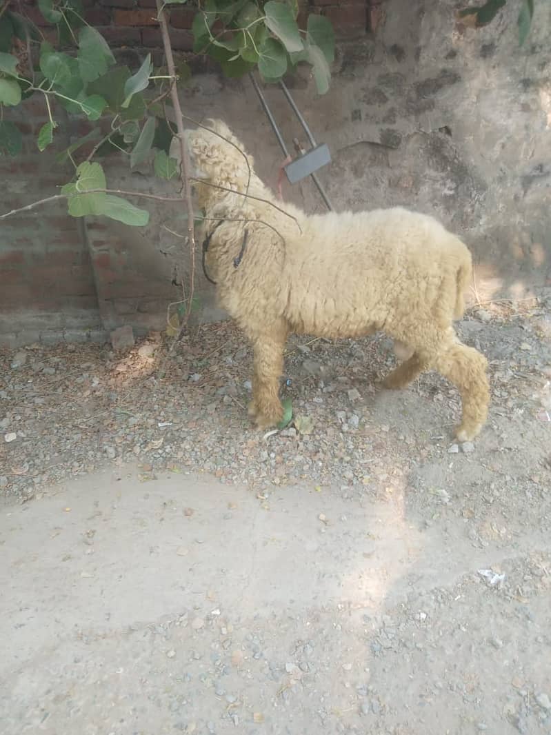 Mundra sheep KAKA gulabbi 2