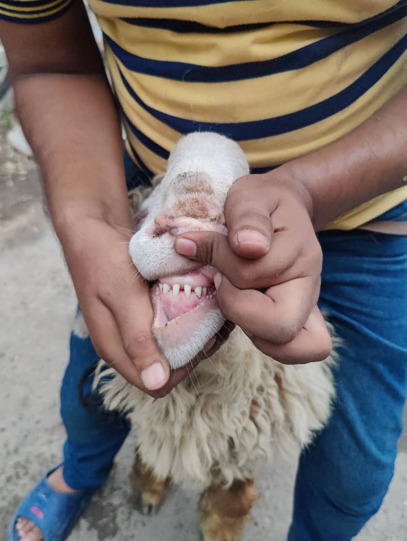 Mundra sheep KAKA gulabbi 5