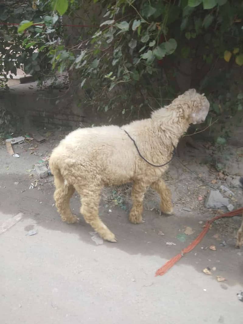 Mundra sheep KAKA gulabbi 6