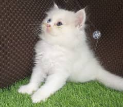 Persian kitten Available